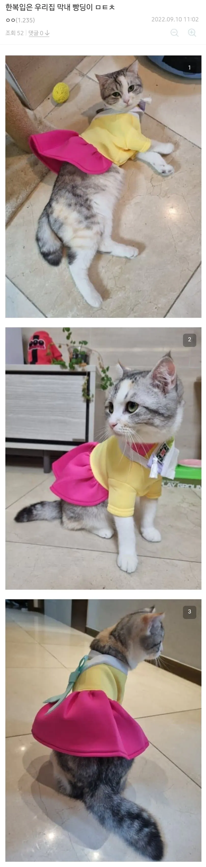 추석 한복입은 고양이