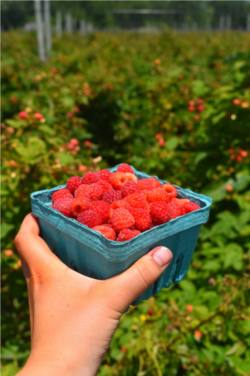 산딸기 효능 칼로리 씻는 방법 보관방법 총정리