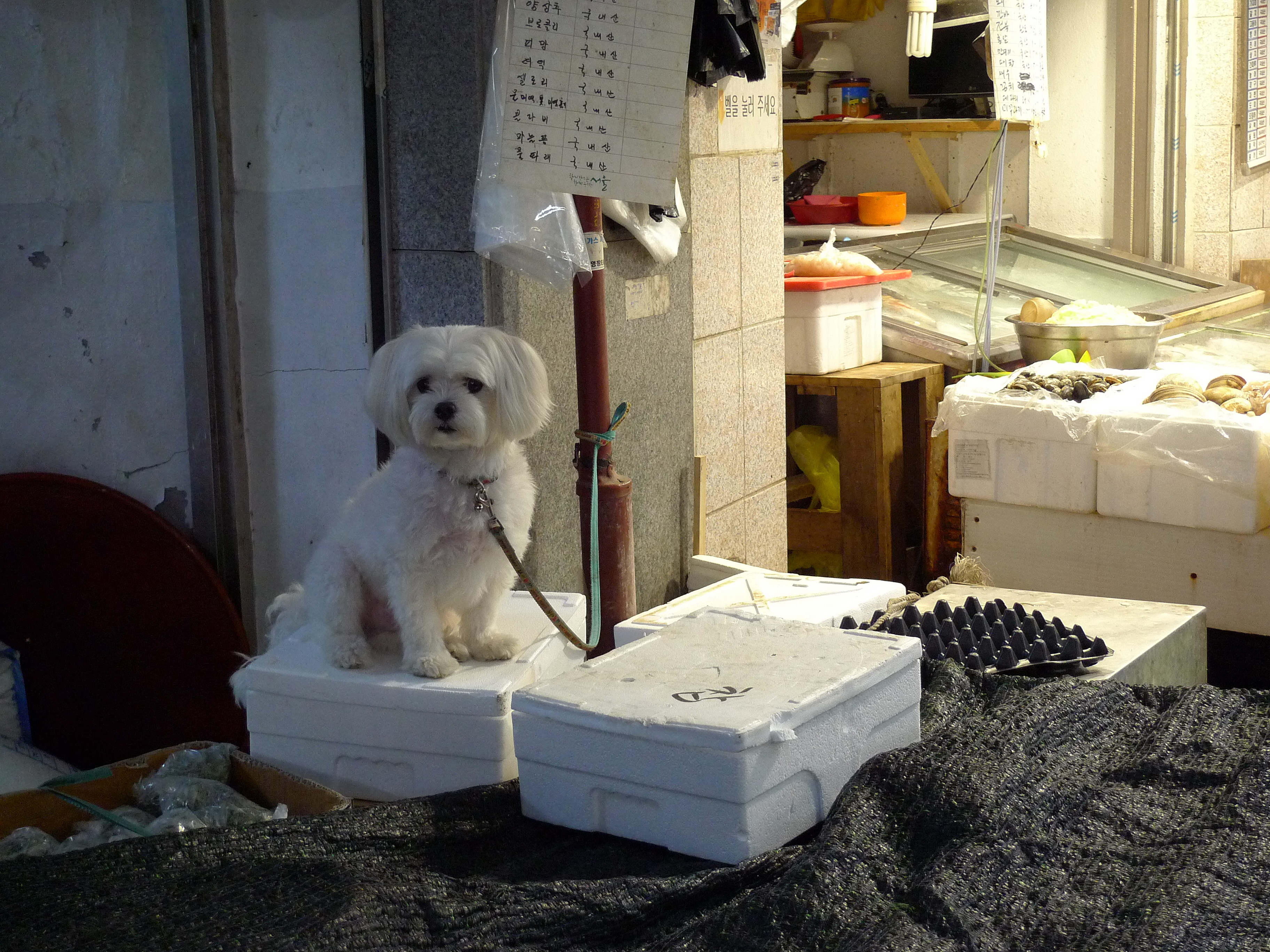 강아지 배변 훈련 관련 사진