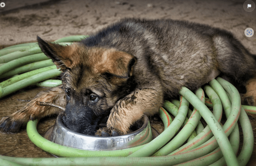 사료 성분 확인