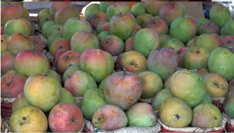 베트남 깜람 농장의 극한직업 대왕 망고