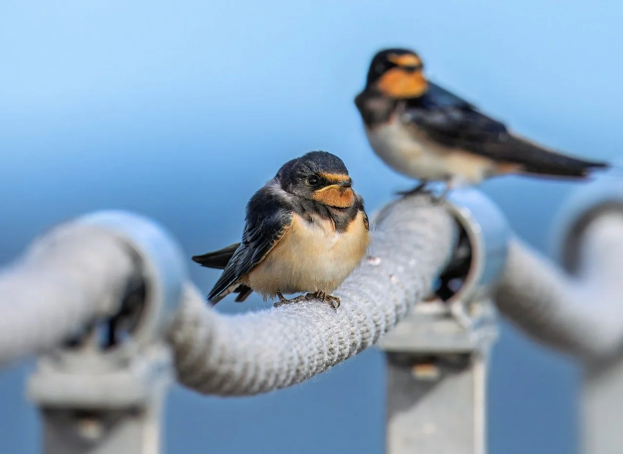 치매안심센터 등록 방법