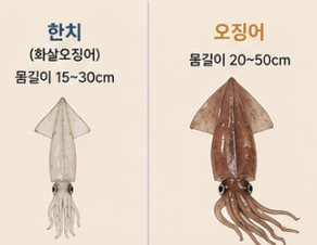한치와 오징어 차이