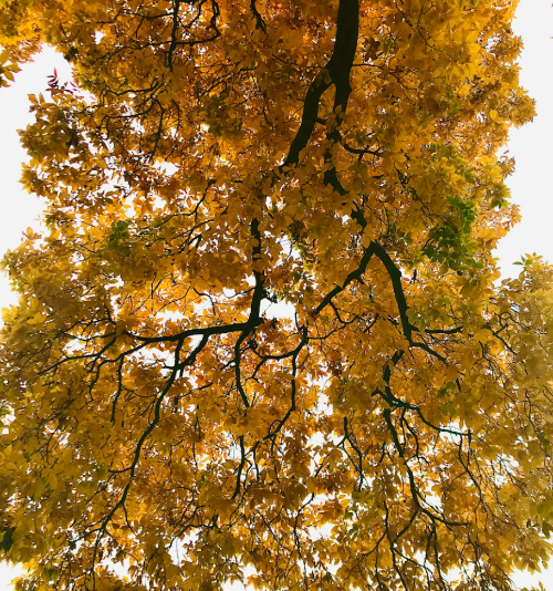 노란 금빛 단풍나무