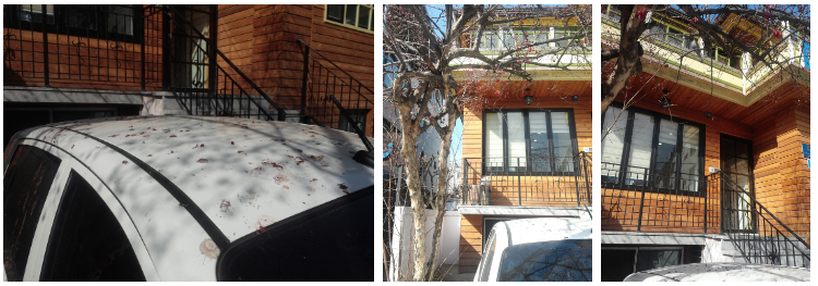 모닝의 차 지붕 위에 덮혀 있는 직박구리의 산수유 섭취후 배설물