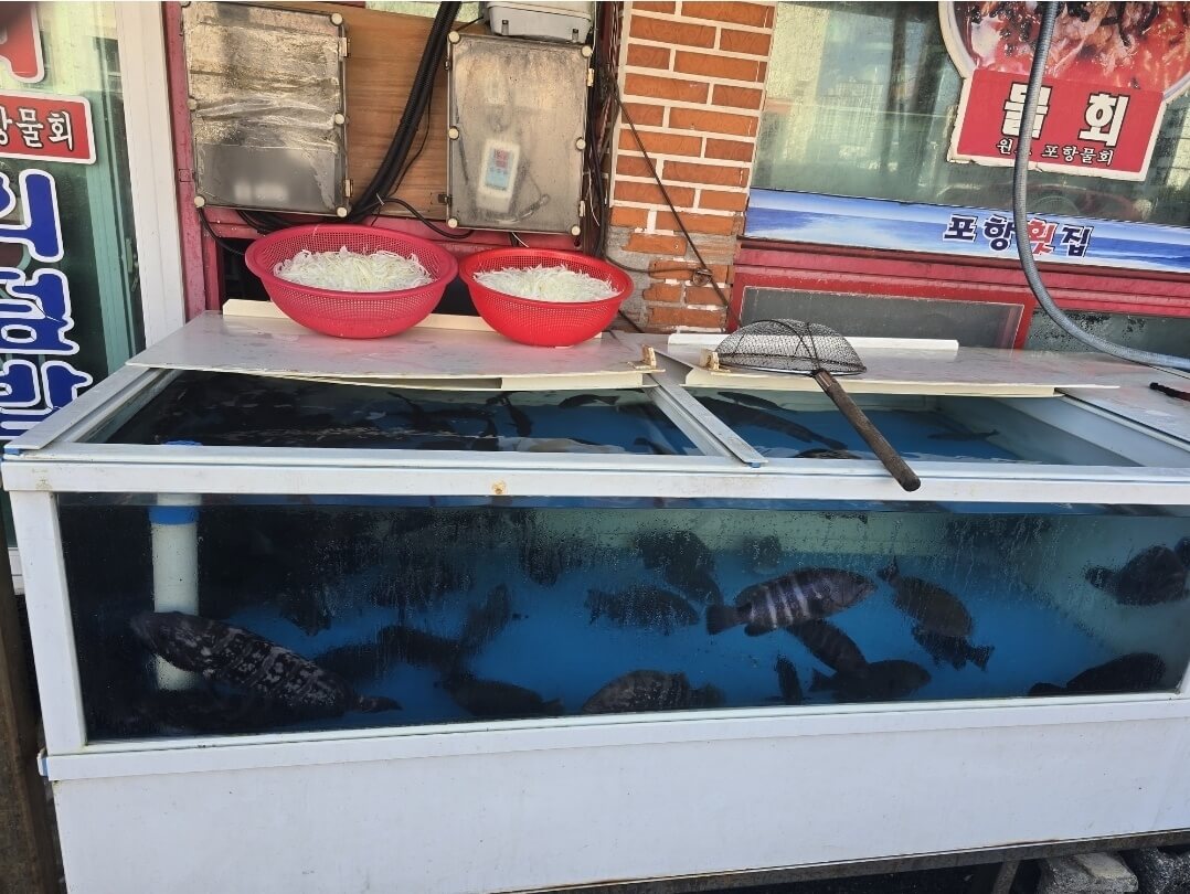 어항 사진