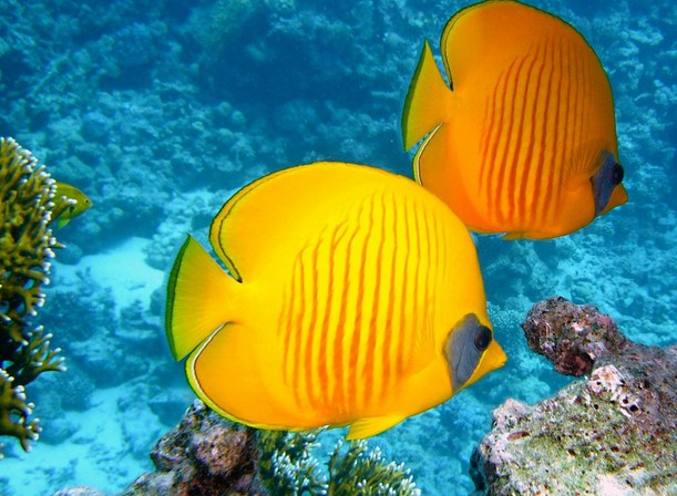 동양하루살이 천적&amp;#44; 물고기