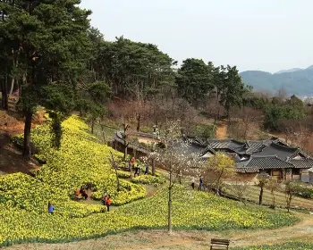 서산 유기방 가옥 수선화 축제_6
