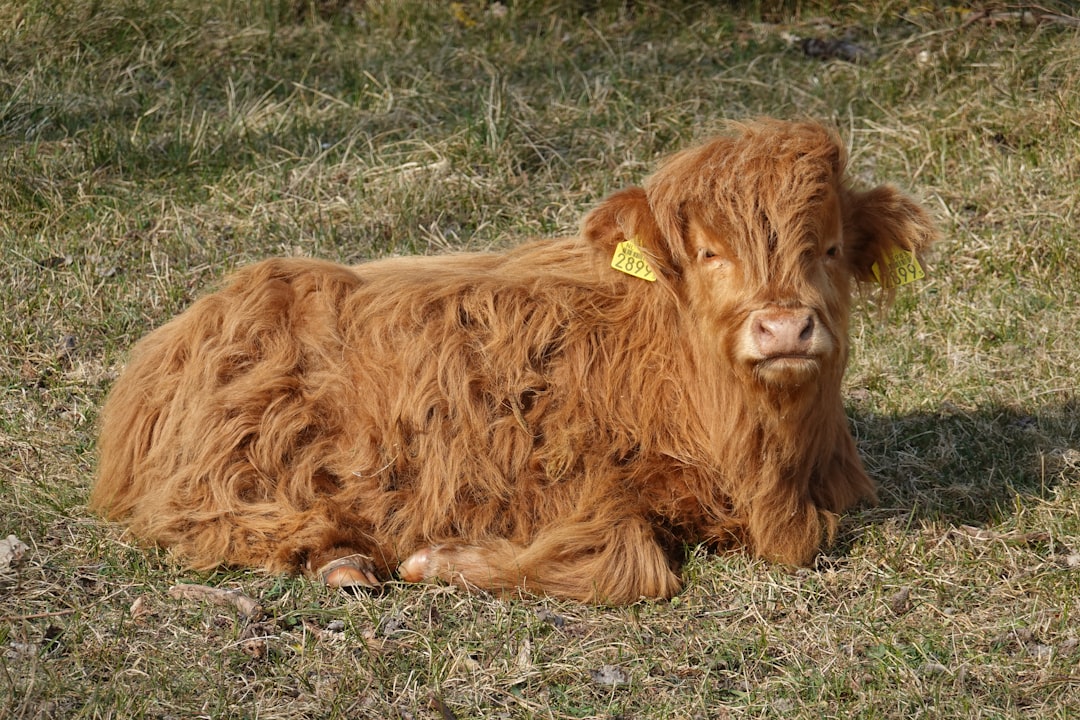 Calf