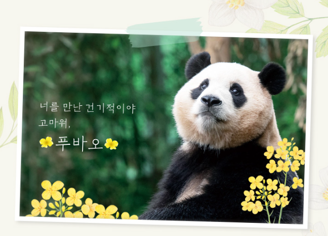 푸바오
