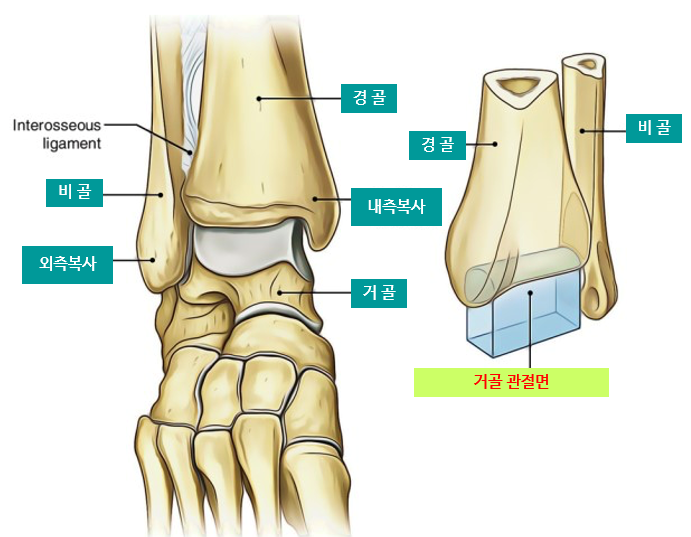 발목관절 주변 뼈구조