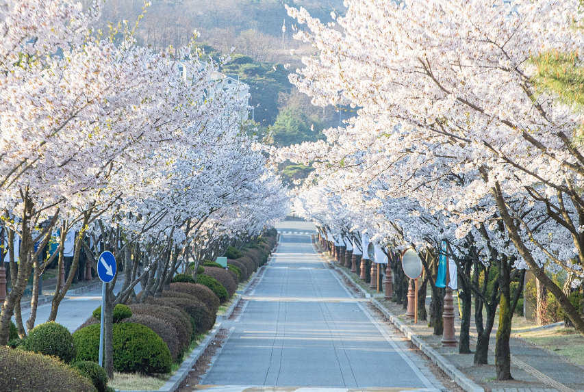 세명대 벚꽃길