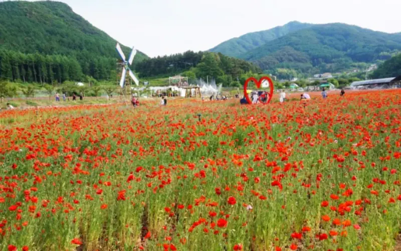 원주 용수골 꽃양귀비 축제_16