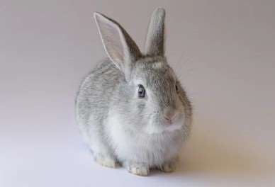 2026년 병오년 토끼띠 신년운세 