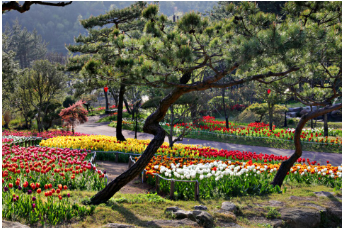하늘빛수목원 튤립축제 이미지6
