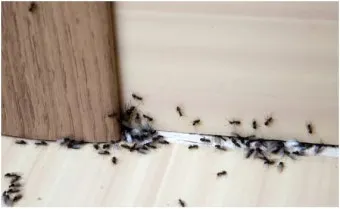 해충 퇴치 개미 박멸 설탕과 베이킹소다 통로 차단_21