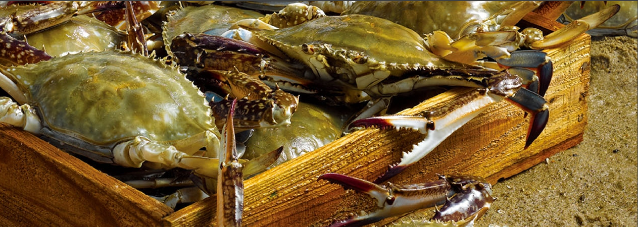 2024 대한민국수산대전 추석맞이 수산물 할인 수꽃게 특가