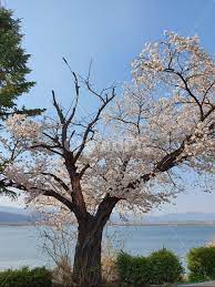 강원도 소양강댐 벚꽃 명소 베스트 5 벚꽃시기 만개시기 드라이브 코스