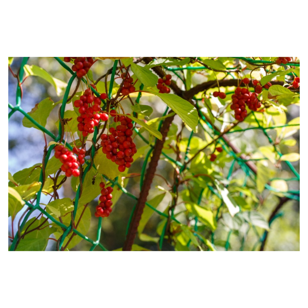 구기자와 관련된 사진입니다.