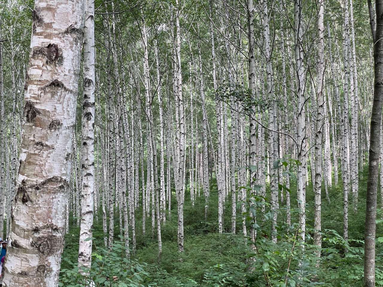 인제- 자작나무숲의- 위치와 접근성1