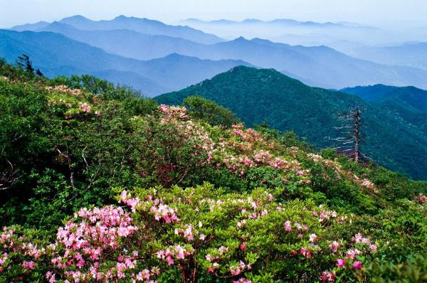 점봉산 등산코스 곰배령 탐방예약