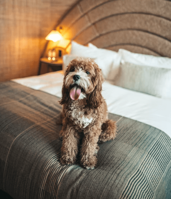 반려견과 제주여행&amp;#44; 펫팸족을 위한 완벽 가이드