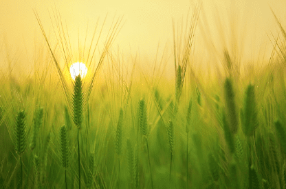 직불금 신청자격