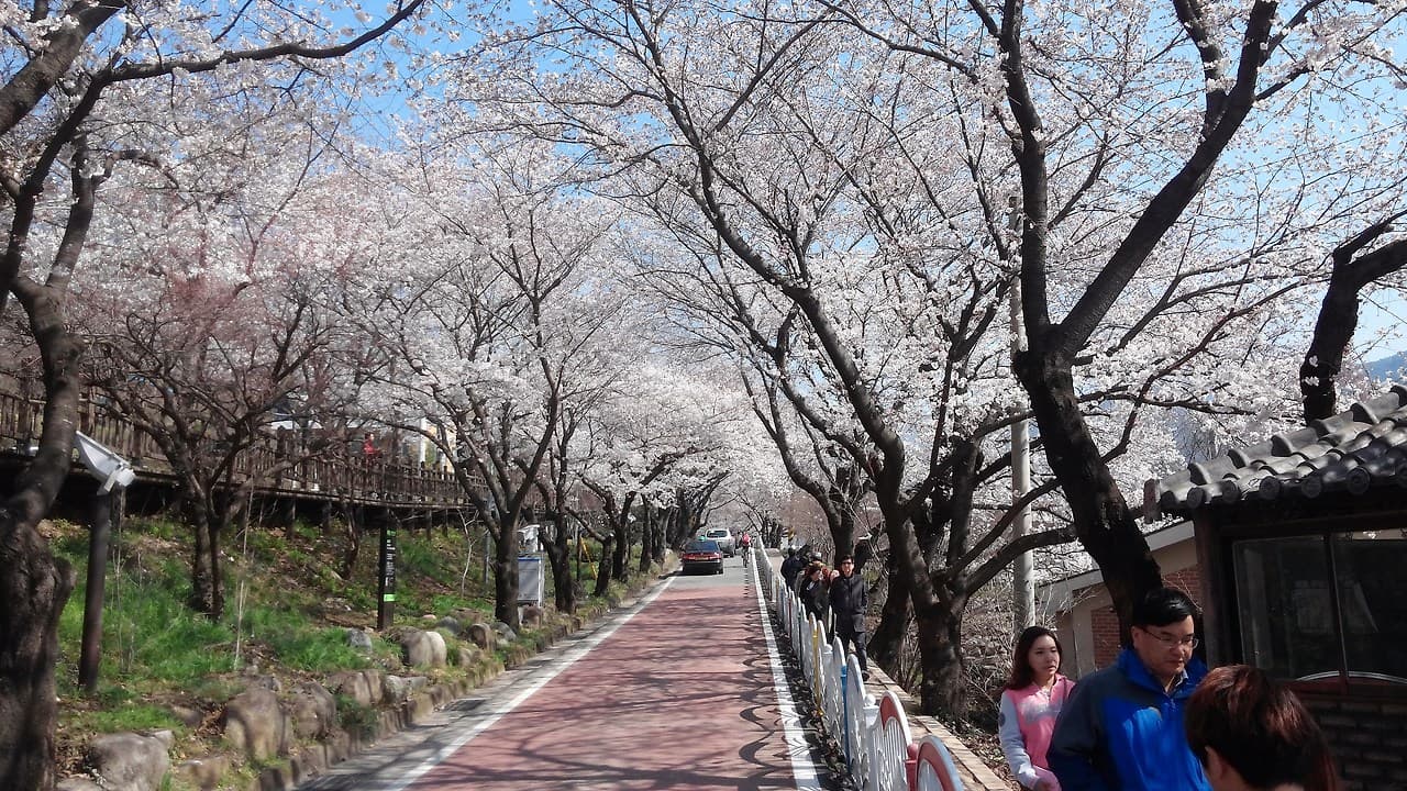 벚꽃아래 설레는 사람들