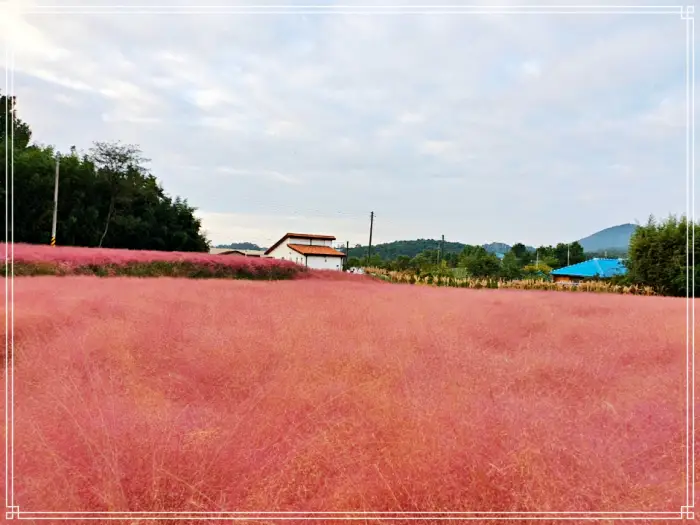 생방송 오늘저녁 대한민국 보물정원, 핑크빛 가을 정원 소개 방송
