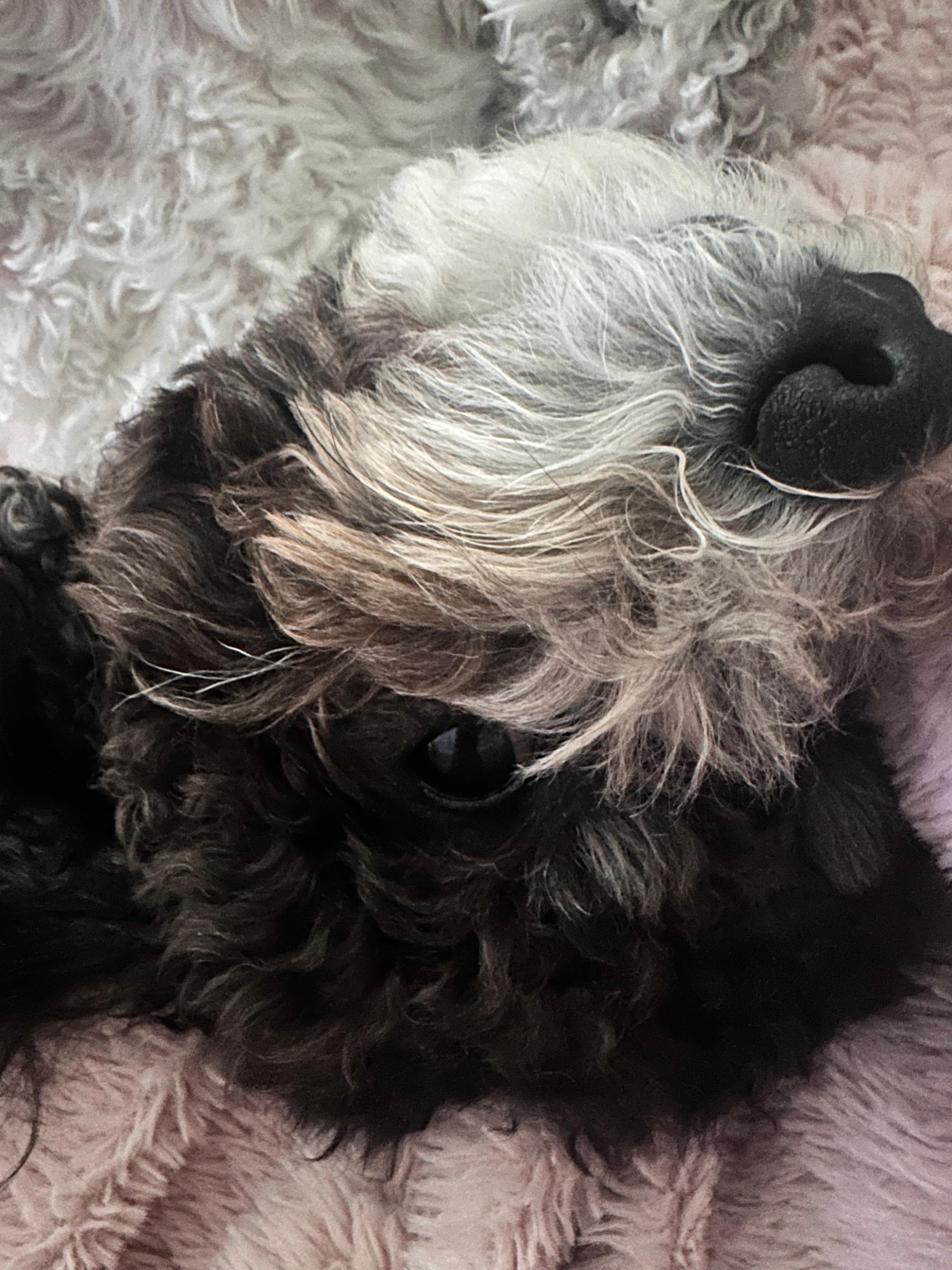 반려견 필수 건강 체크! 강아지 슬개골 탈구 관리법