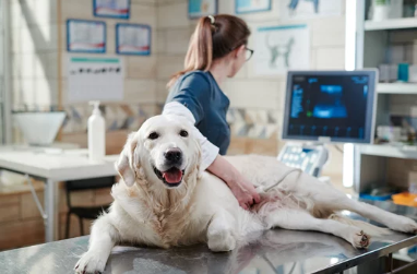 치료받는 강아지 /출처:어도비스톡