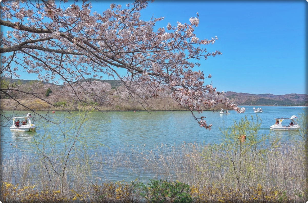 경주 보문호수 벚꽃
