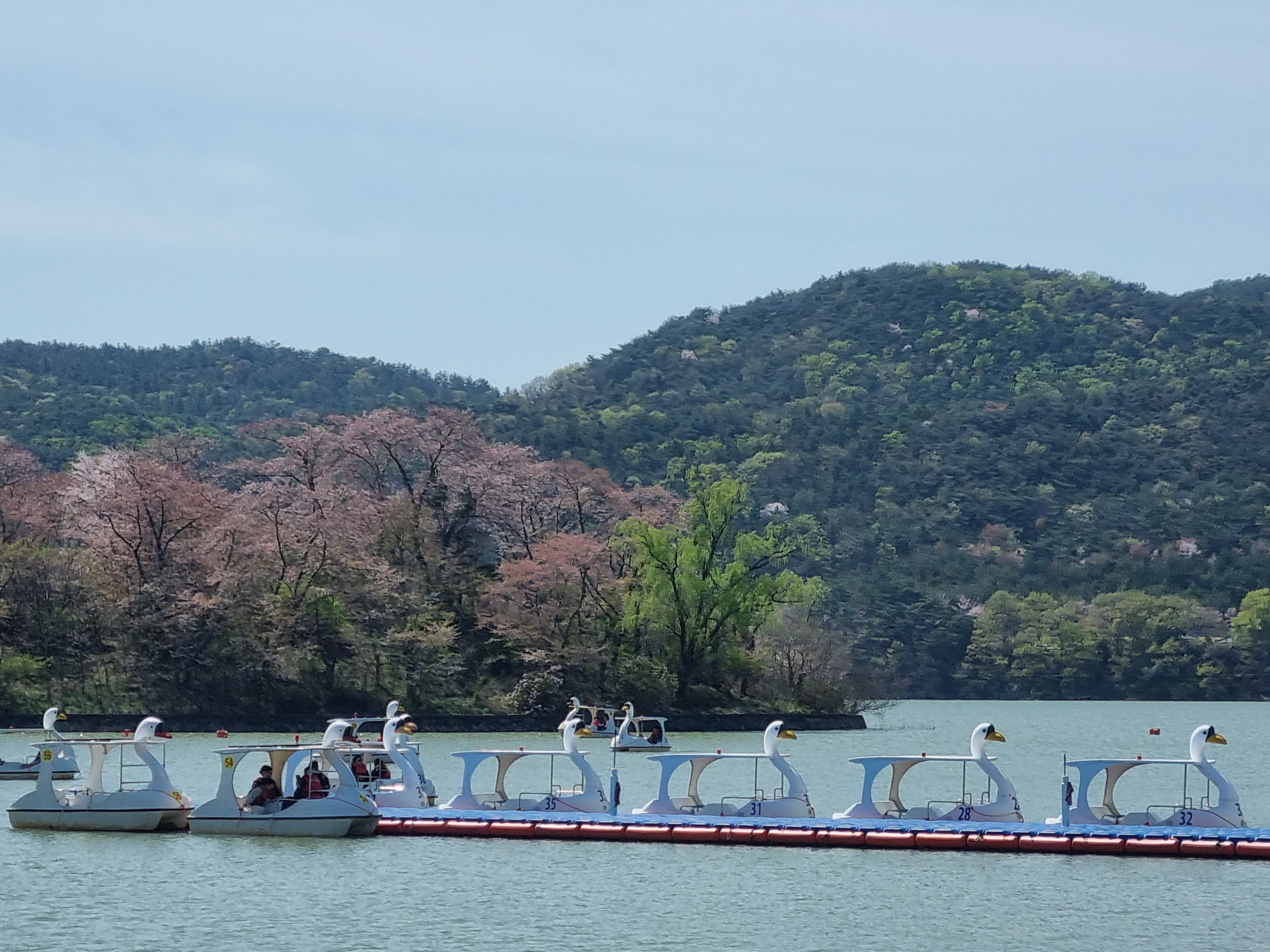 경주 보문단지 오리배