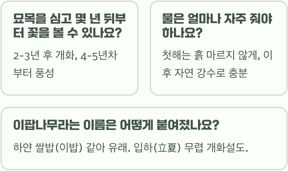 5월의 눈꽃, 이팝나무 키우기 A to Z (묘목 심기부터 가지치기까지)