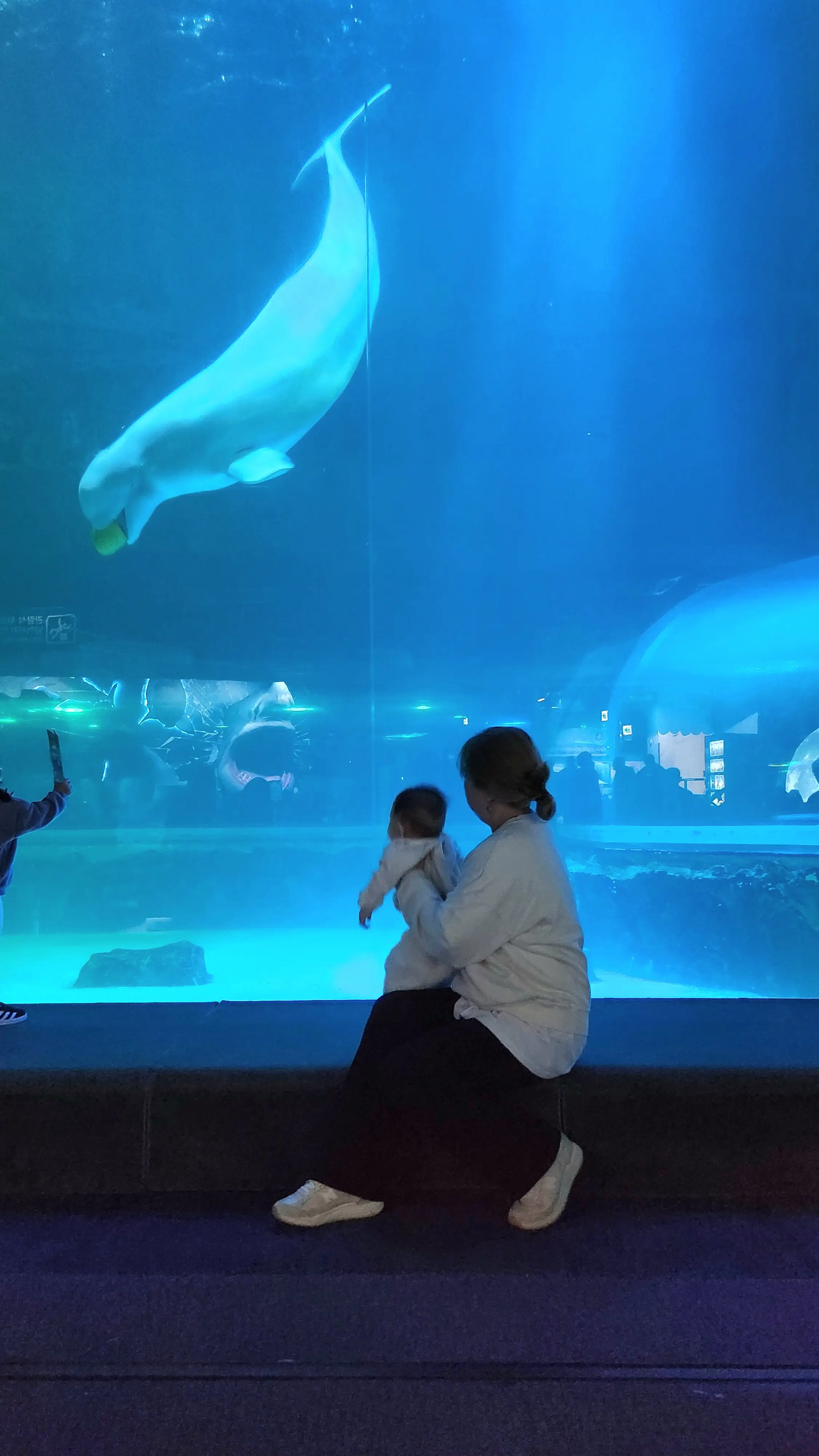 아이랑-함께-롯데월드-아쿠아리움-수족관-고래-벨루가