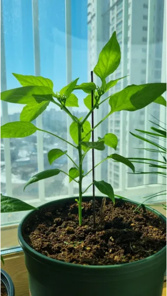 텃밭 고추 키우는 법 모종심기 지지대 순지르기 탄저병 예방_29