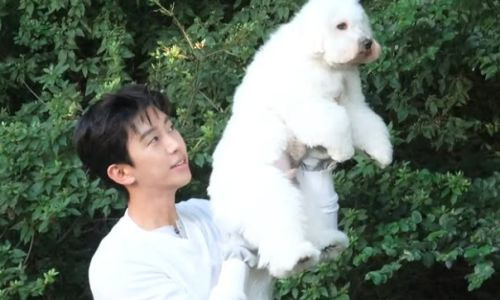 임영웅 반려견 시월이 총정리｜견종 코통 드 튈레아르&middot;나이&middot;생일&middot;입양 사연&middot;또또 뮤직비디오