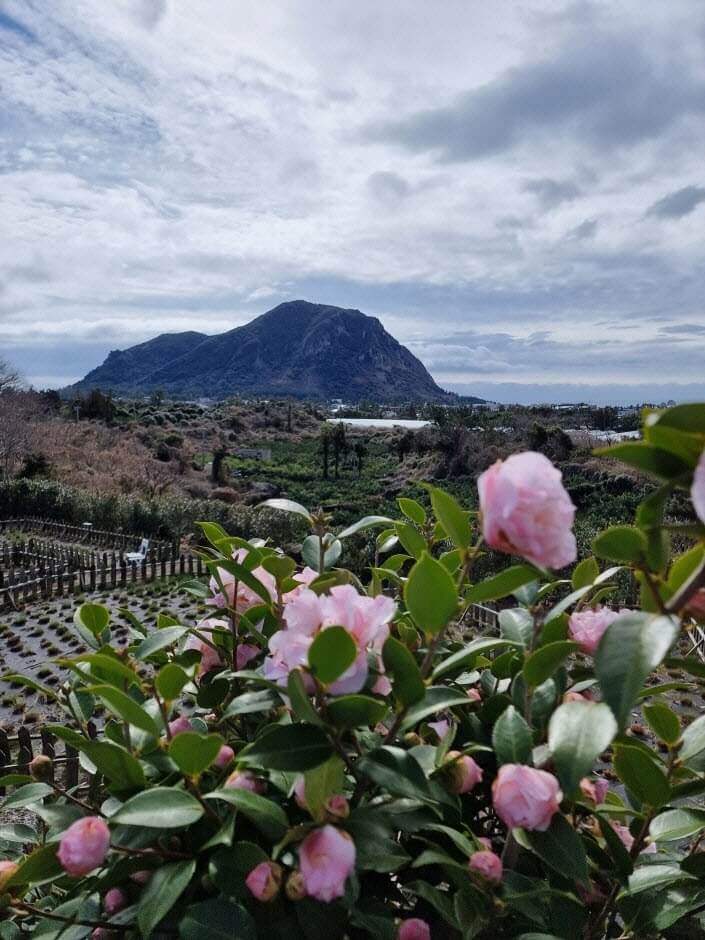제주도 4월 축제 일정
