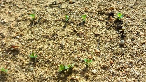 도라지-씨앗-발아-생장모습-솎아주기