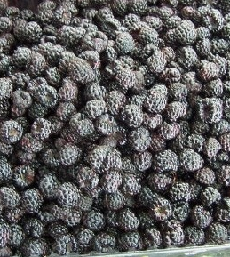 복분자 효능 부작용 고르는법 먹는법