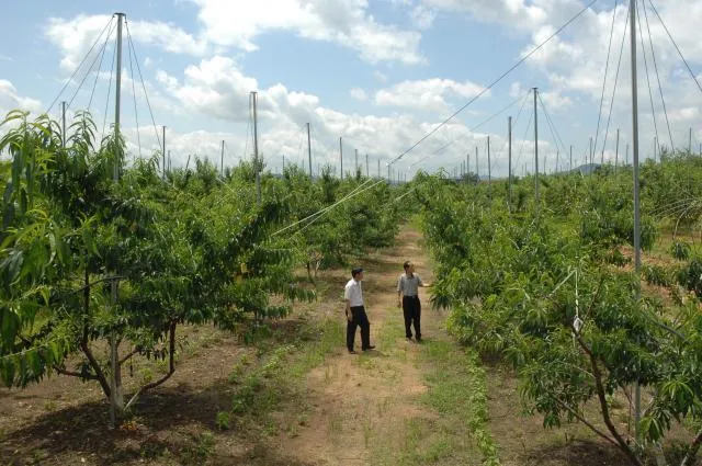 복숭아 재배 꽃 솎기 잎 따기 갈반병 방제_2