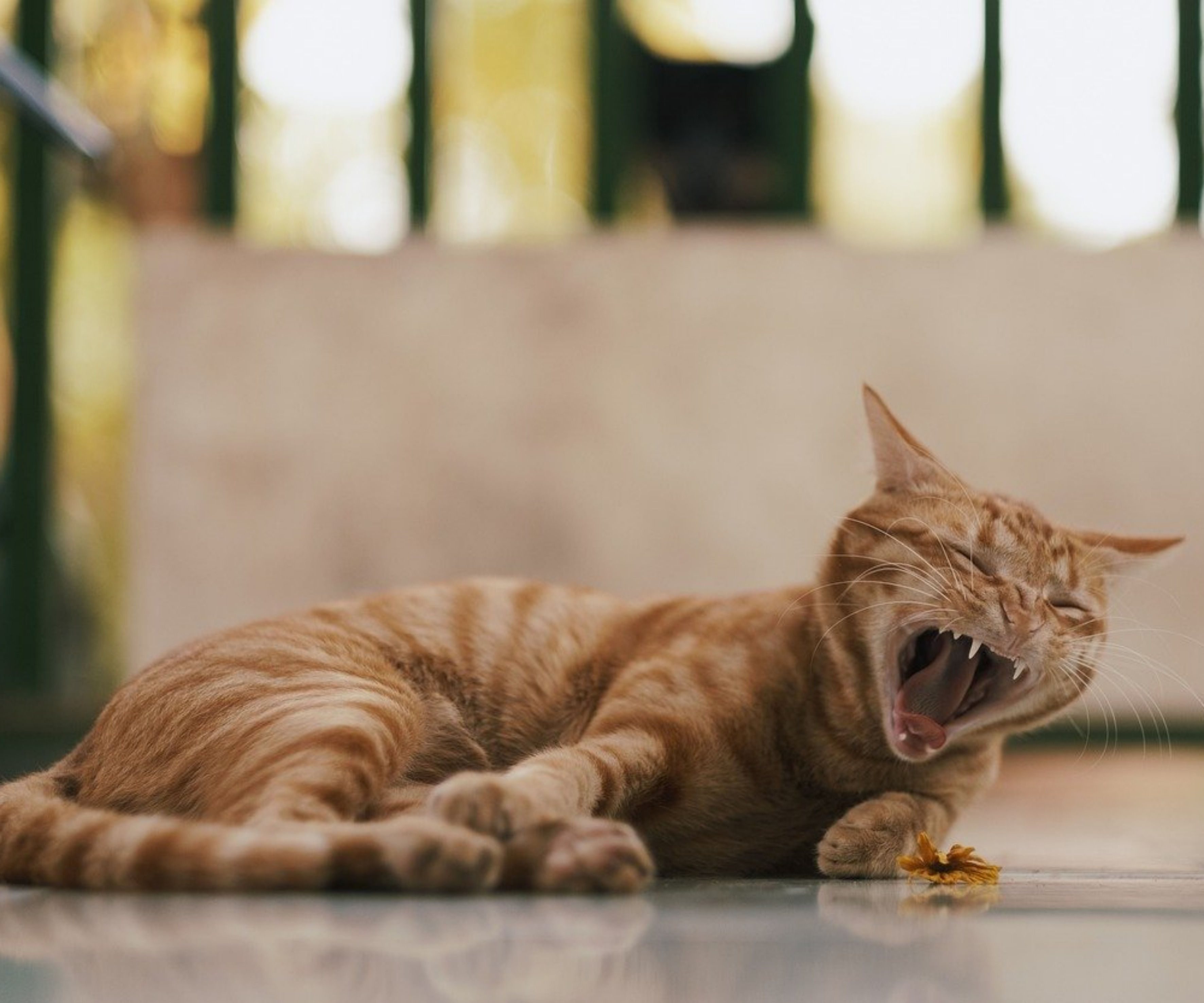 수면부족 관련 만성질환