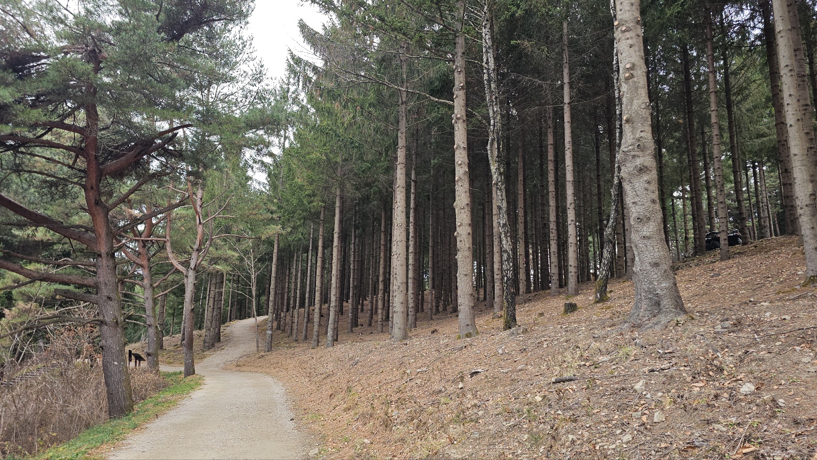 [24.11월] 아이와 평창 #1 - 모나 용평리조트 애니포레🏔️