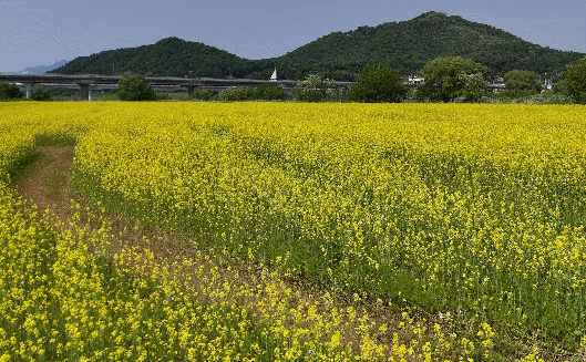 여주 당남리섬