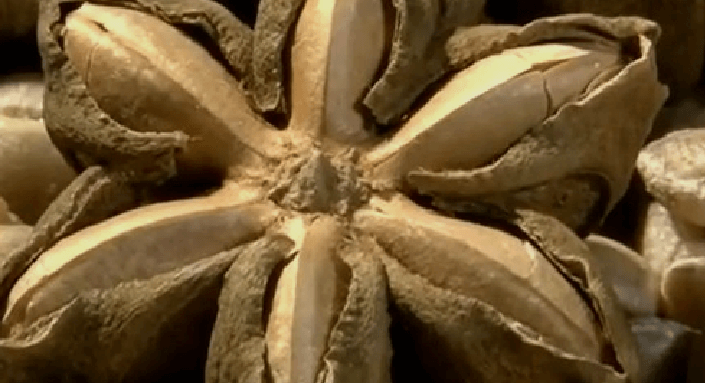 사차인치 효능 - 4