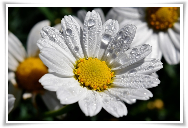 &quot;마가렛&quot; 상큼함으로 일상을 물들이는 꽃, 키우기부터 활용까지 완벽 가이드!