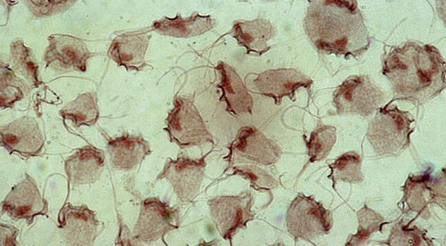고양이 원충성 질병 근육병증 원인불명