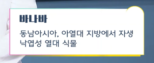 바나바잎 효능