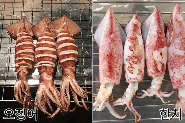 한치 오징어 차이 비교 생김새 맛 식감 완벽 분석_4