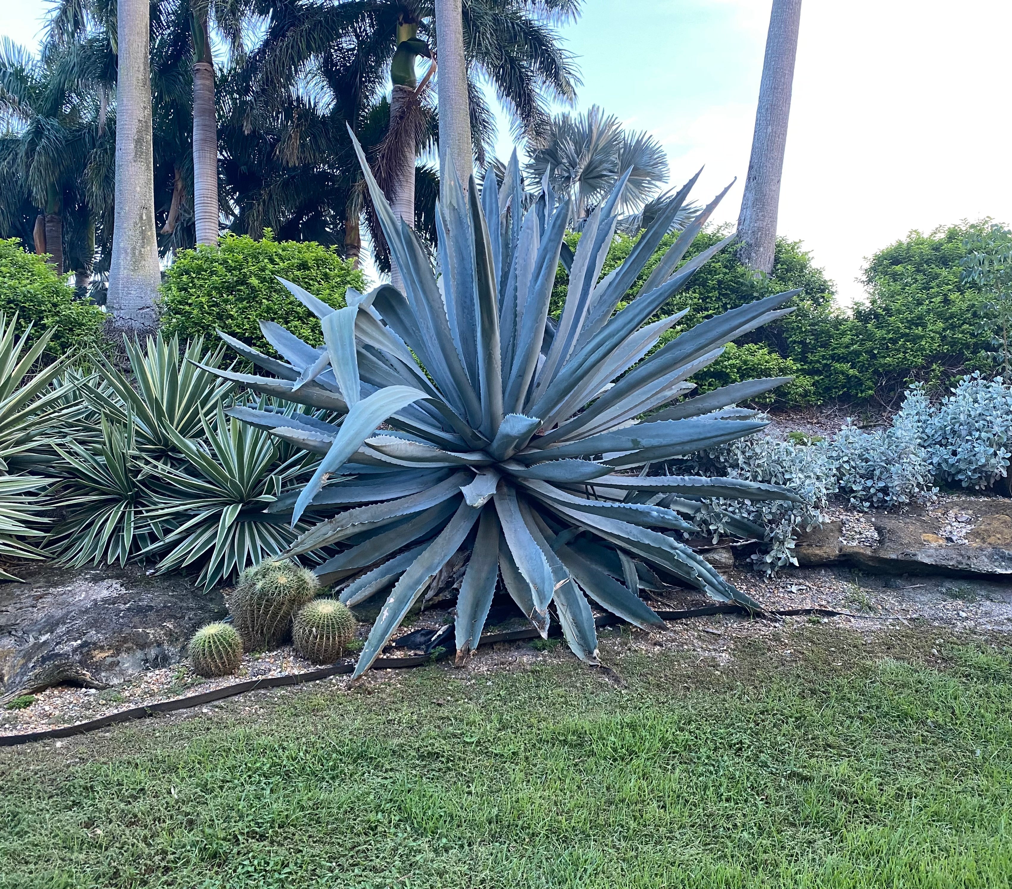 용설란 아메리카나(Agave americana)